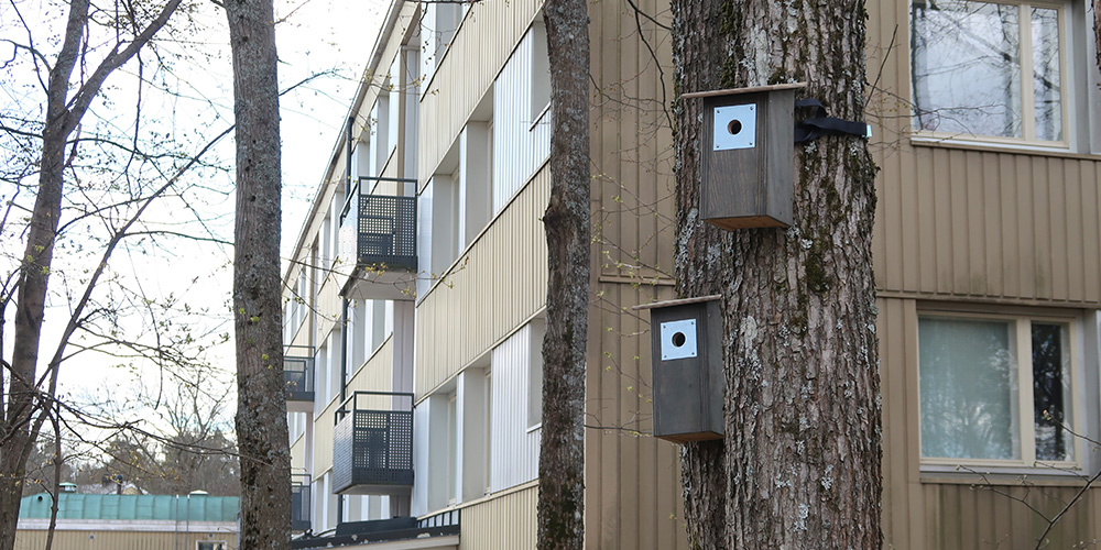 Jos asukastoimintamäärärahaa jää vuoden lopuksi käyttämättä, talossa hankitaan lopuilla rahoilla linnunpönttöjä.