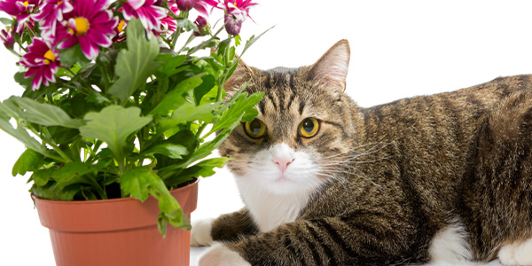 Kuvituskuva: Kissa makaa ruukun vieressä, jossa on kukka.